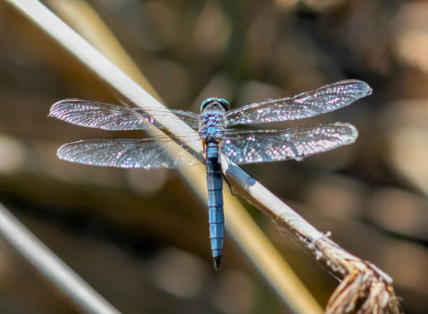 istock Blue Dasher Dragonfly Male Perched on Plant's Stem 1266162811