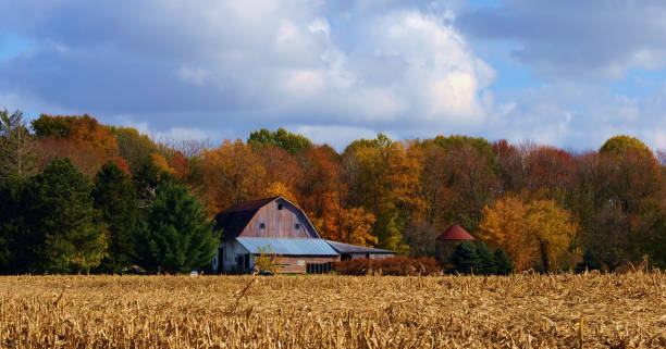 istock Cut Corn field with Fall Trees and old barn in the background-Howard County Indiana 1266163862