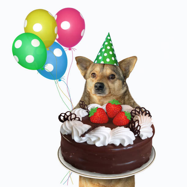 istock Dog carries chocolate cake 2 1266163957