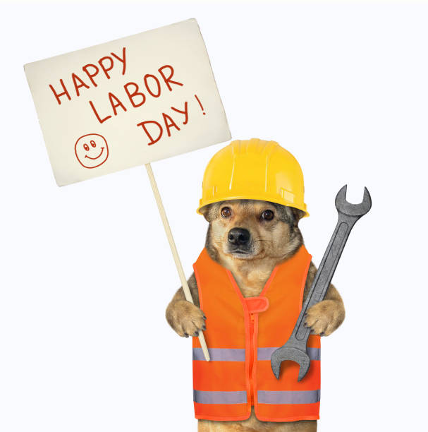 istock Dog holds wrench and sign 2 1266163958
