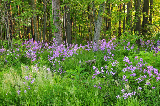 istock Wild Flowers along a woods edge-Howard County Indiana 1266163971