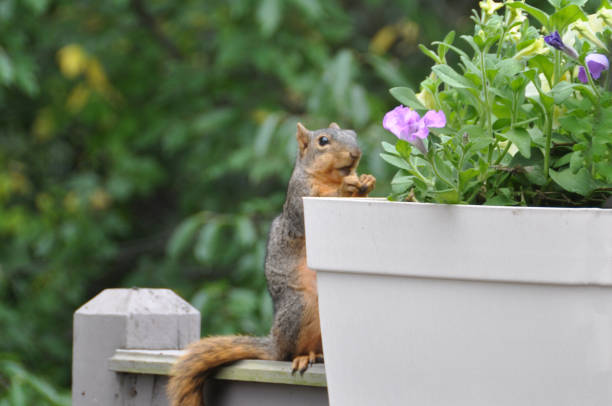 istock Fox Squirrel eating flowers-Howard County Indiana 1266163972