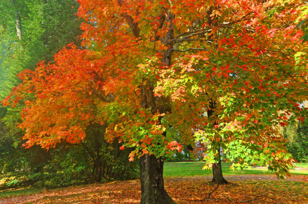 istock Beautiful Fall Colors-Sugar Maple Tree-Howard County Indiana 1266164016