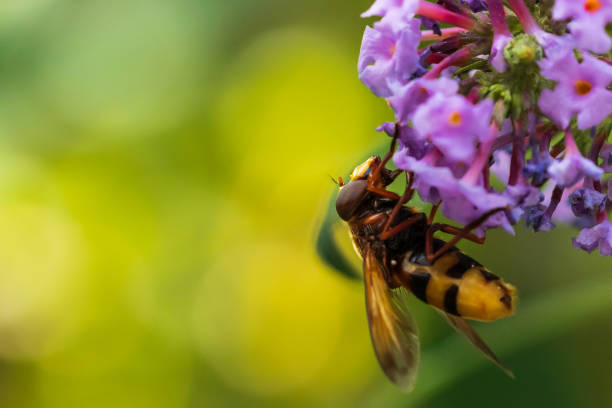 istock Volucella zonaria, hornet mimic hoverfly, closeup pollinating 1266164169
