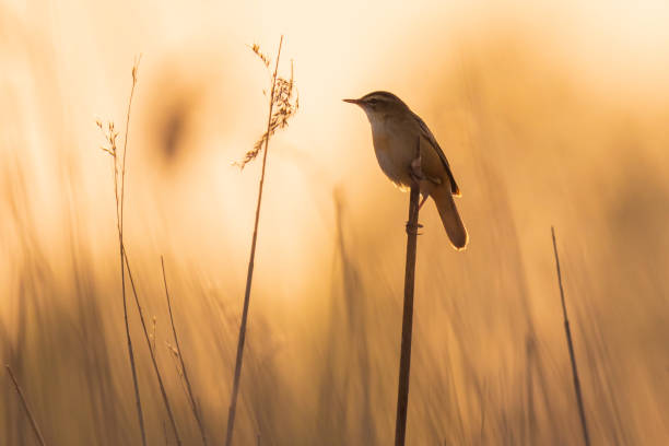 istock Sedge Warbler, Acrocephalus schoenobaenus, singing sunset 1266164227