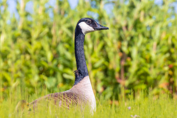 istock Canadian goose Branta canadensis in a meadow 1266164247
