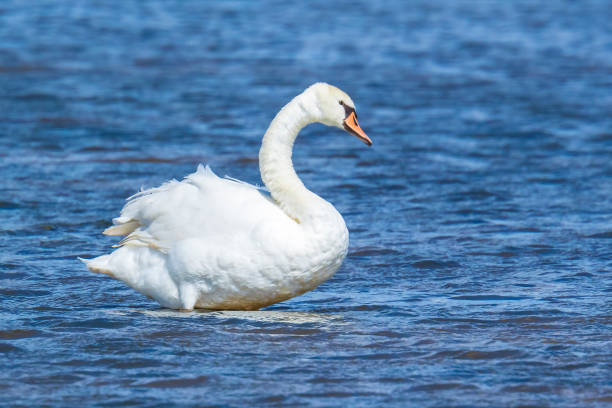 istock Mute swan, Cygnus olor, swimming 1266164248