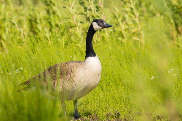 istock Canadian goose Branta canadensis in a meadow 1266164256
