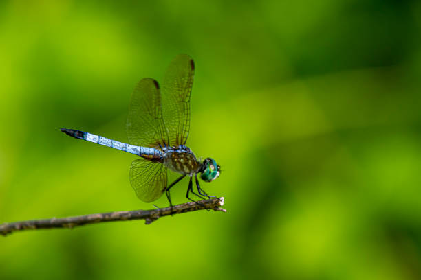 棒の上に鮮やかな青いダッシャートンボ(パキディパスロンギペニス)のクローズアップ画像 - wing dragonfly animal eye blue ストックフォトと画像