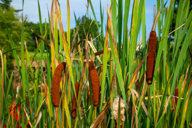 istock Close up isolated image of  bulrush plants by a pond. 1266164989