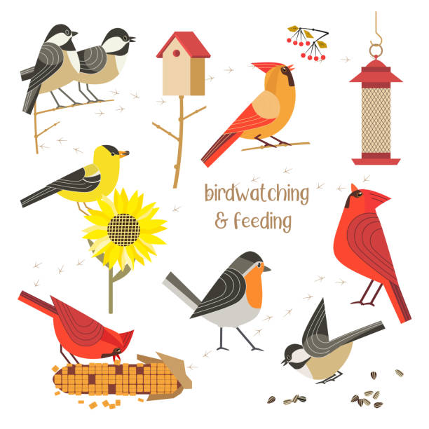 kolekcja ikon wektorowych do karmienia ptaków - birdhouse birds nest box isolated stock illustrations