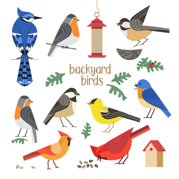 illustrazioni stock, clip art, cartoni animati e icone di tendenza di collezione di icone vettoriali a colori piatti degli uccelli del cortile - osservare gli uccelli