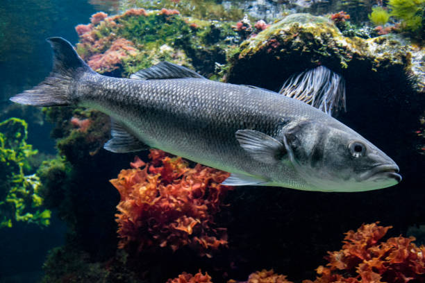 European Sea Bass - underwater shot Underwater shot of European Sea Bass (branzino) in shallow water sea bass stock pictures, royalty-free photos & images