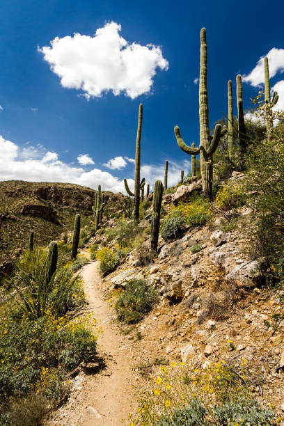 saguaro cactus and spring desert wildflowers line the phone line trail through sabino canyon, arizona - indescribable imagens e fotografias de stock