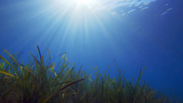 istock Sunbeams Shining on Ocean Floor With Sea Weed 1266167602