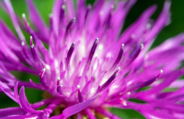 istock Macro shot of beautiful violet flower. Centaurea pullata. 1266167834