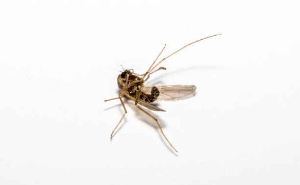 Macro shot of dead insect on white background.
