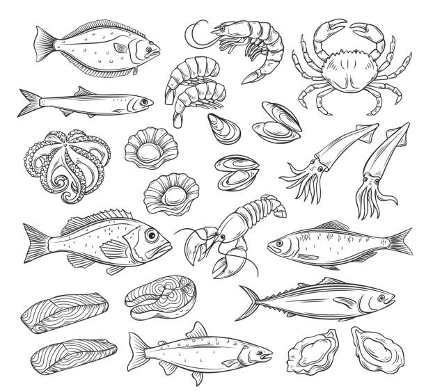 ÐеÑаÑÑ Seafood set. Hand drawn icons herring squid, octopus, salmon, halibut oysters and scallops. Engraved vector illustration of lobster, red perch ,crab, tuna, shellfish and mussels. seafood stock illustrations