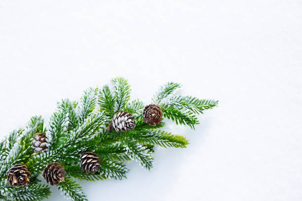 istock Green branch with cones 1266169112