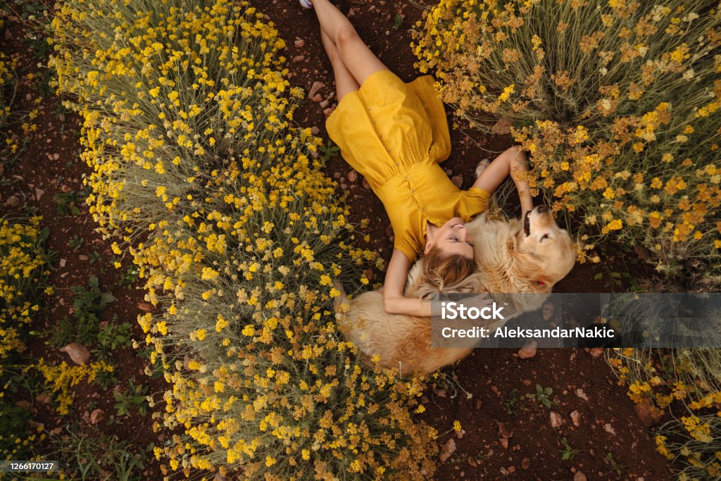 My warmest pillow Photo of a young woman and her dog lying in the immortelle field on a beautiful sunny day; beautiful and peaceful weekend getaway, far from the hustle of the city. Women Stock Photo