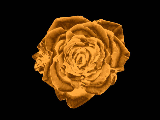 istock Gold rose isolated on a black background 1266170423