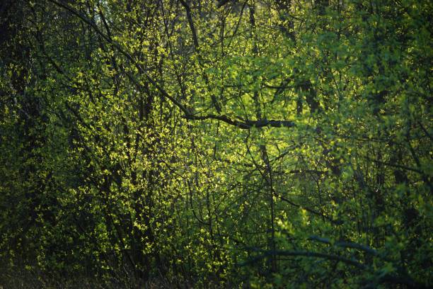 vieux arbres moussiers et jeunes buissons au coucher du soleil, plan rapproché. feuilles vertes fraîches. rayons de soleil à travers les troncs d’arbres. forêt de printemps en allemagne. scène rurale idyllique. tourisme, conservation de l’environn - vibrant color rural scene outdoors tree photos et images de collection