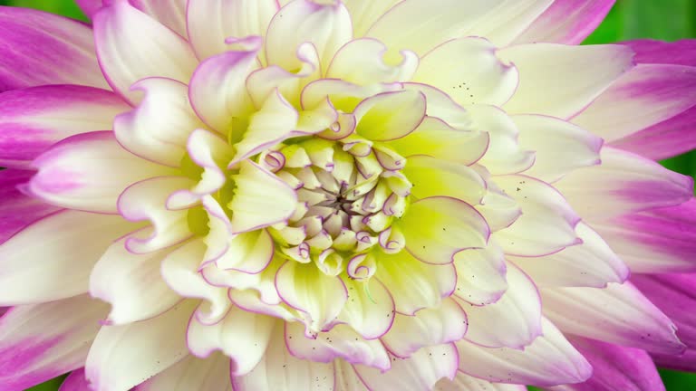 White Dahlia Flower Blooming Closeup