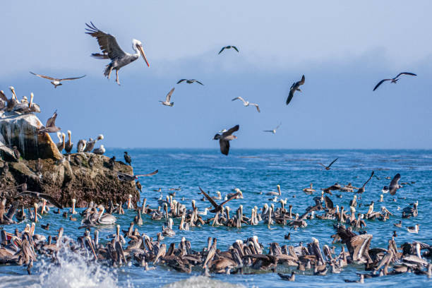 istock Brown Pelicans and Other Birds Foraging for Fish 1266182389