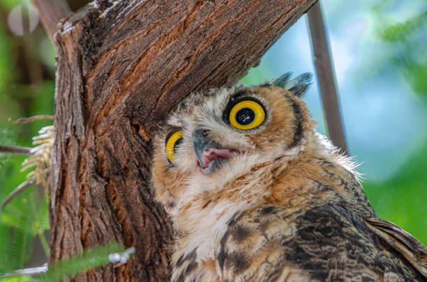 A juvenile female Great Horned Owl clinging to the bark of a mesquite tree in the Sonoran Desert region of Arizona in August.