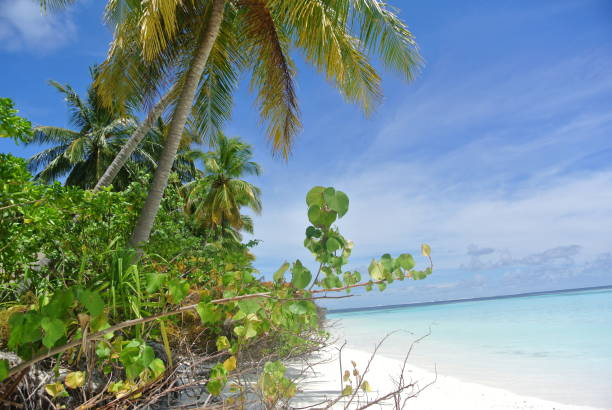 istock Palmy islands of Paradise 1266184033