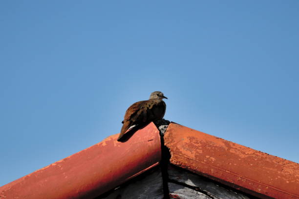 istock bird known as Common Ground-Dove, perched atop a red-tiled roof. 1266184152
