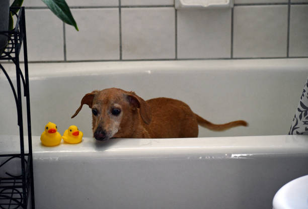 istock Senior dashond waiting for his bath 1266187219
