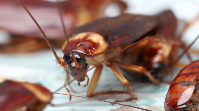 Cockroaches as carriers of disease