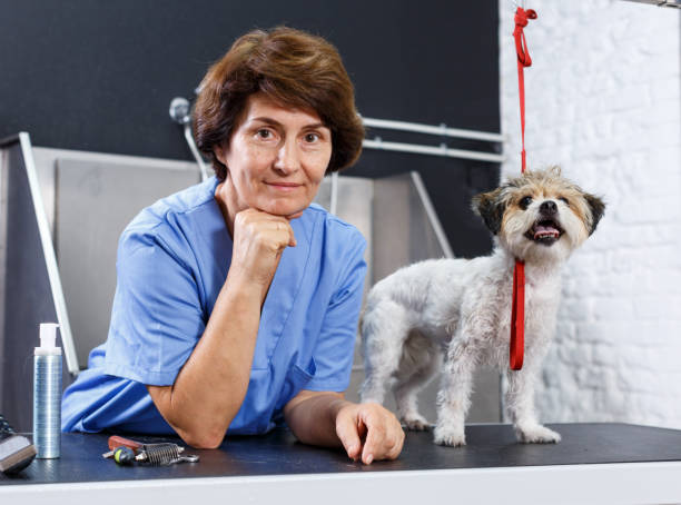 istock Female groomer with havanese puppy 1266187464
