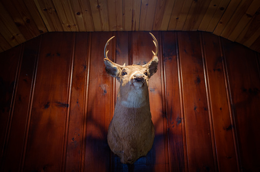 Rustic stuffed taxidermy deer head wall decoration