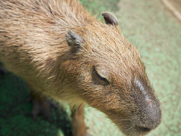 istock Head shot of a Capybara. 1266188320