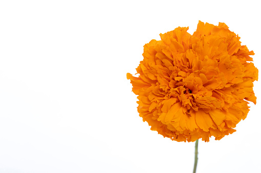 Detail of yellow flower of cempazuchitl for the day of the dead in Mexico on white background.