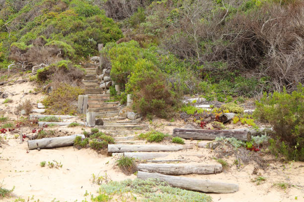istock Coastal Beach Wilderness Pathway Stairs 1266191694