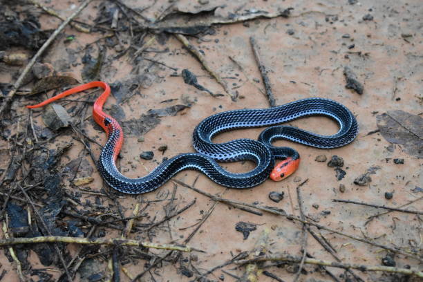 Red-headed Krait Snake are found only in the southern part of Thailand. Red-headed Krait Snake are found only in the southern part of Thailand. viperfish stock pictures, royalty-free photos & images