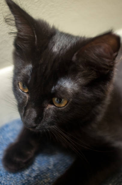istock Black Maine Coon Cat 1266192411
