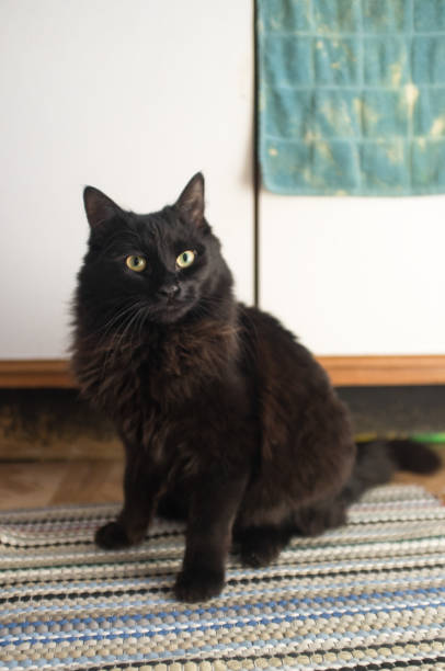 istock Black Maine Coon Cat 1266192416