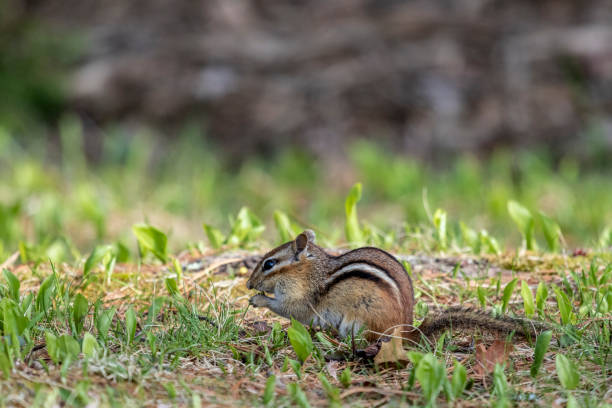 istock Chipmunk Foraging in the Grass 10 1266193495