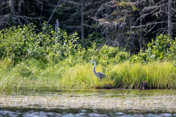 istock Great Blue Heron Emerges from the Grass 1266193510