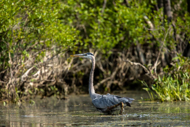 istock Great Blue Heron Wading in River 2 1266193560