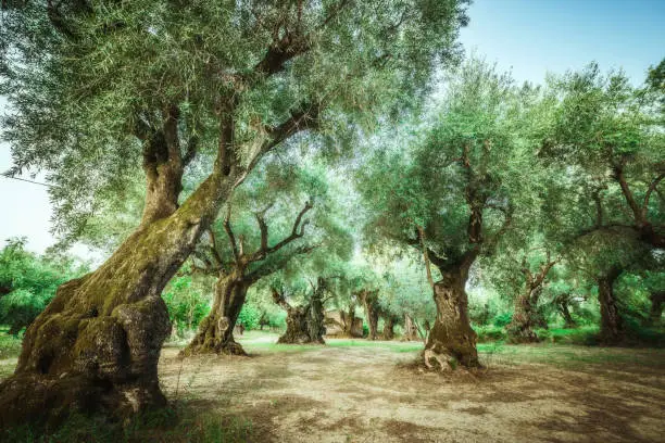 Old ancient olive groves in Zakhyntos island,Greece