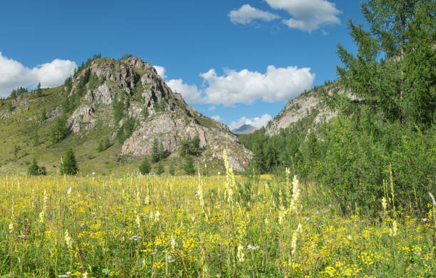 istock Summer sunny day in the mountains. Blooming meadow, sky. 1266195787
