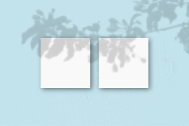 istock 2 square sheets of white textured paper on the blue wall background. Mockup overlay with the plant shadows. Natural light casts shadows from an exotic plant.. Flat lay, top view 1266196358