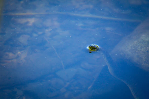 istock Banded Northern Water Snake 1266196474