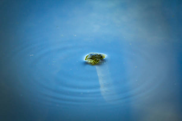 Banded Northern Water Snake going for a swim in lake
