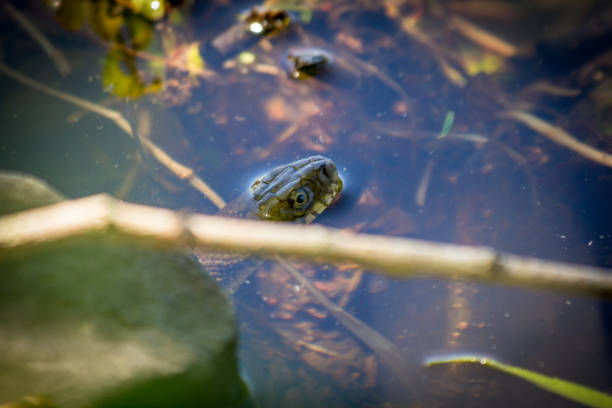 istock Banded Northern Water Snake 1266196476